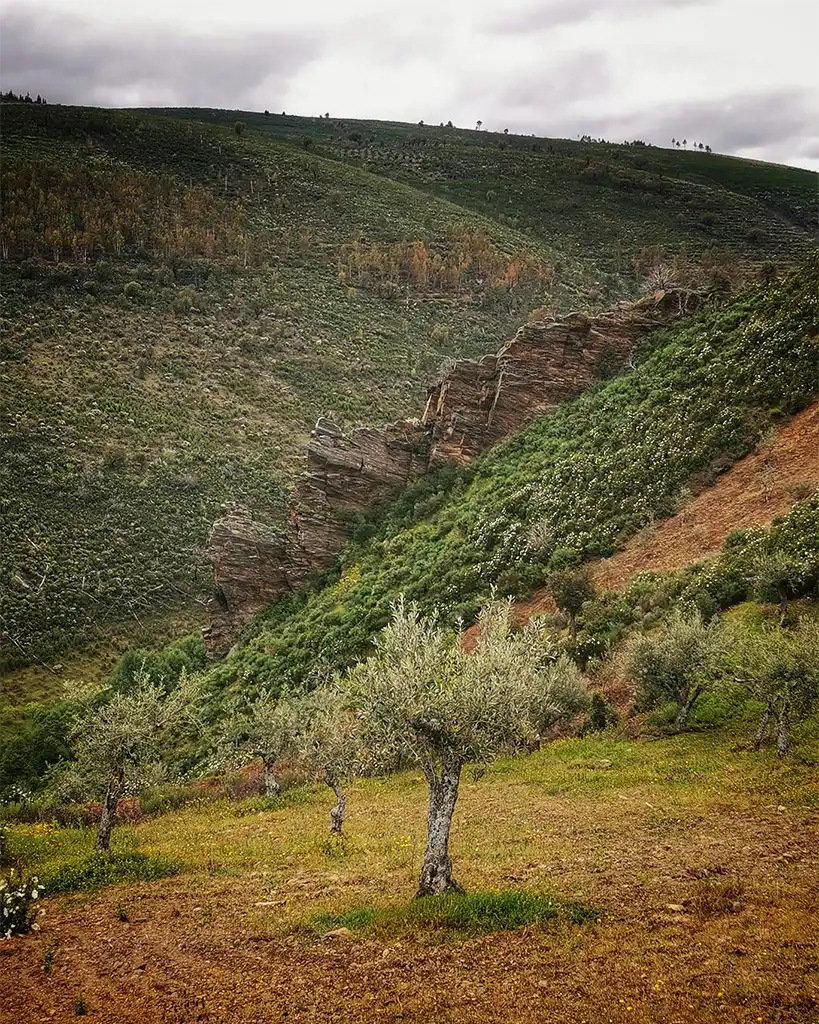 quintas-quebradas-natureza-oliveiras